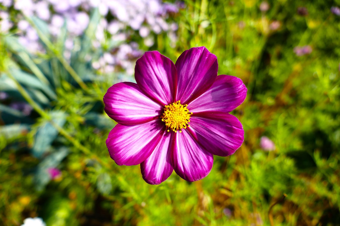 Berlin_Britzer_Garten_2021_09_26_131304_P1080857.JPG