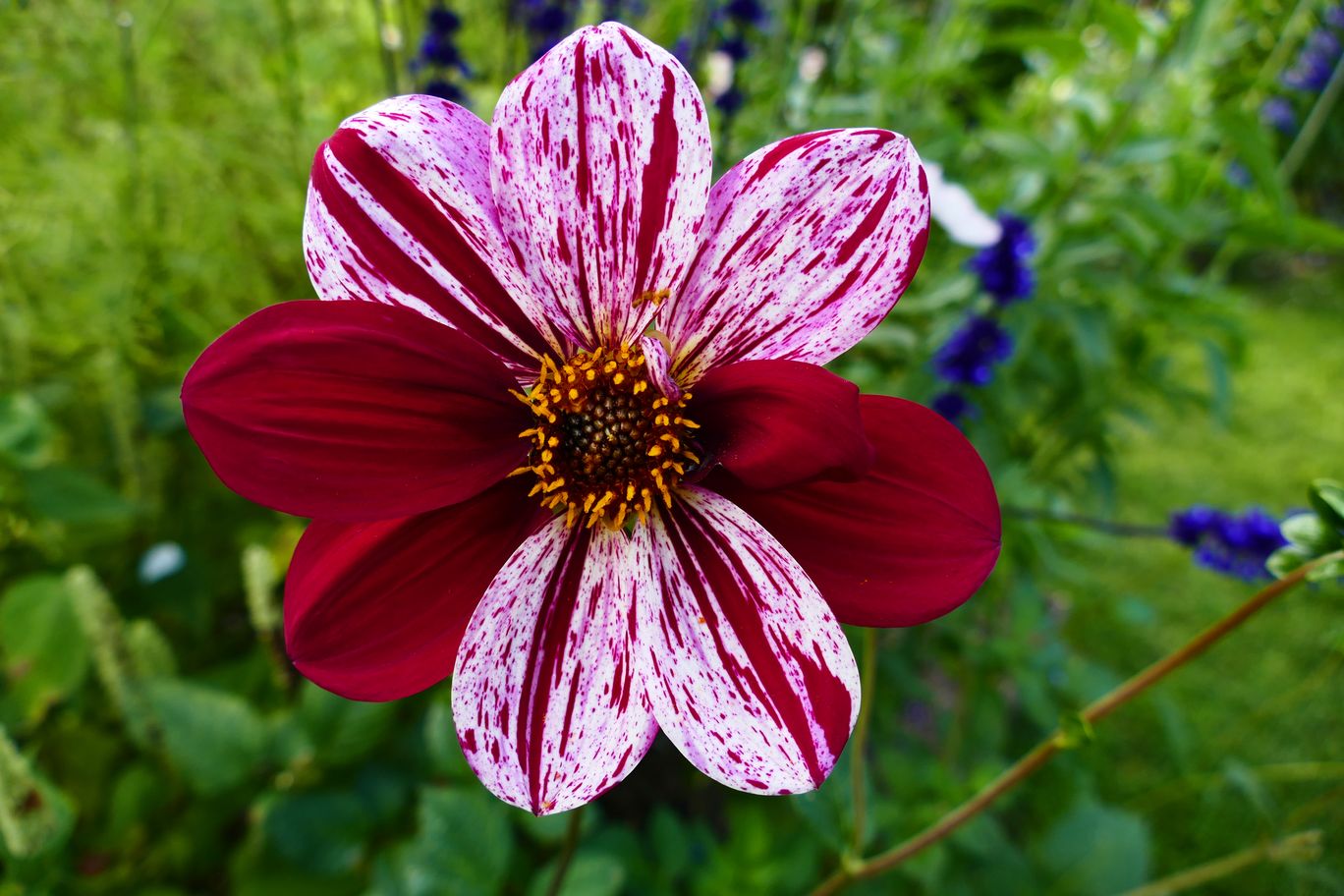 Berlin_Britzer_Garten_2021_09_26_143039_P1080927.JPG