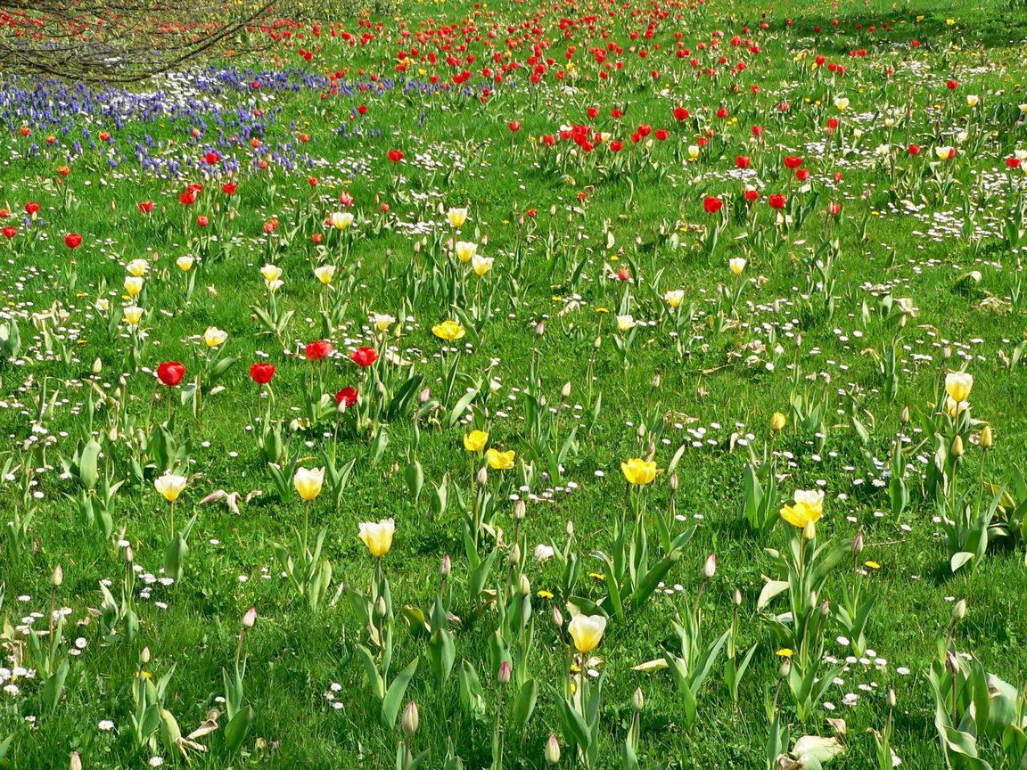 Berlin_Tulipan_2008_04_27_135238_P1090464.jpg