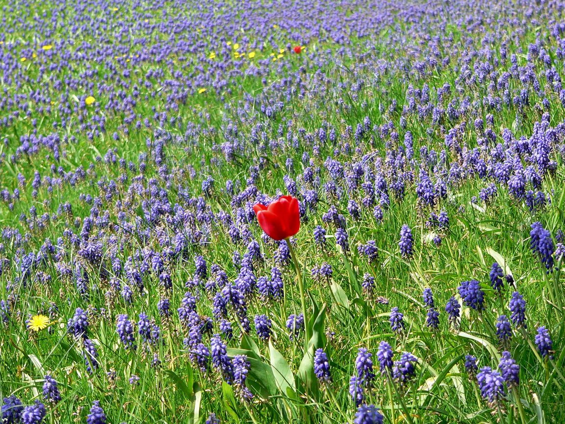 Berlin_Tulipan_2008_04_27_140448_P1090476.jpg