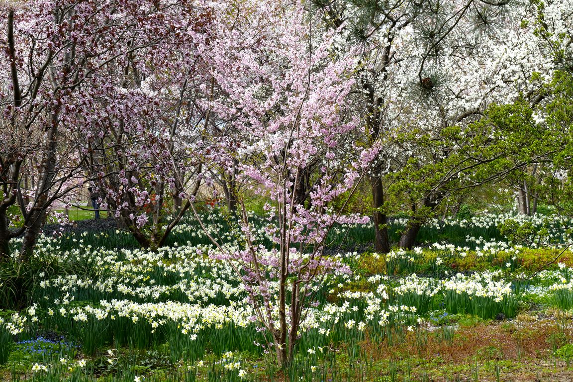 Berlin_Britzer_Garten_2021_04_25_152115_P1070315.jpg