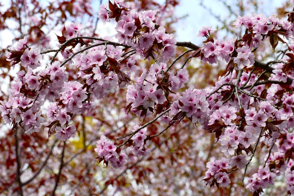Berlin_Britzer_Garten_2021_04_25_152206_P1070316.jpg