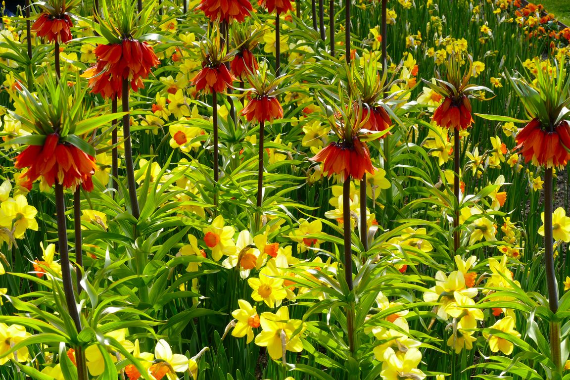 Berlin_Britzer_Garten_2021_04_25_160433_P1070354.jpg