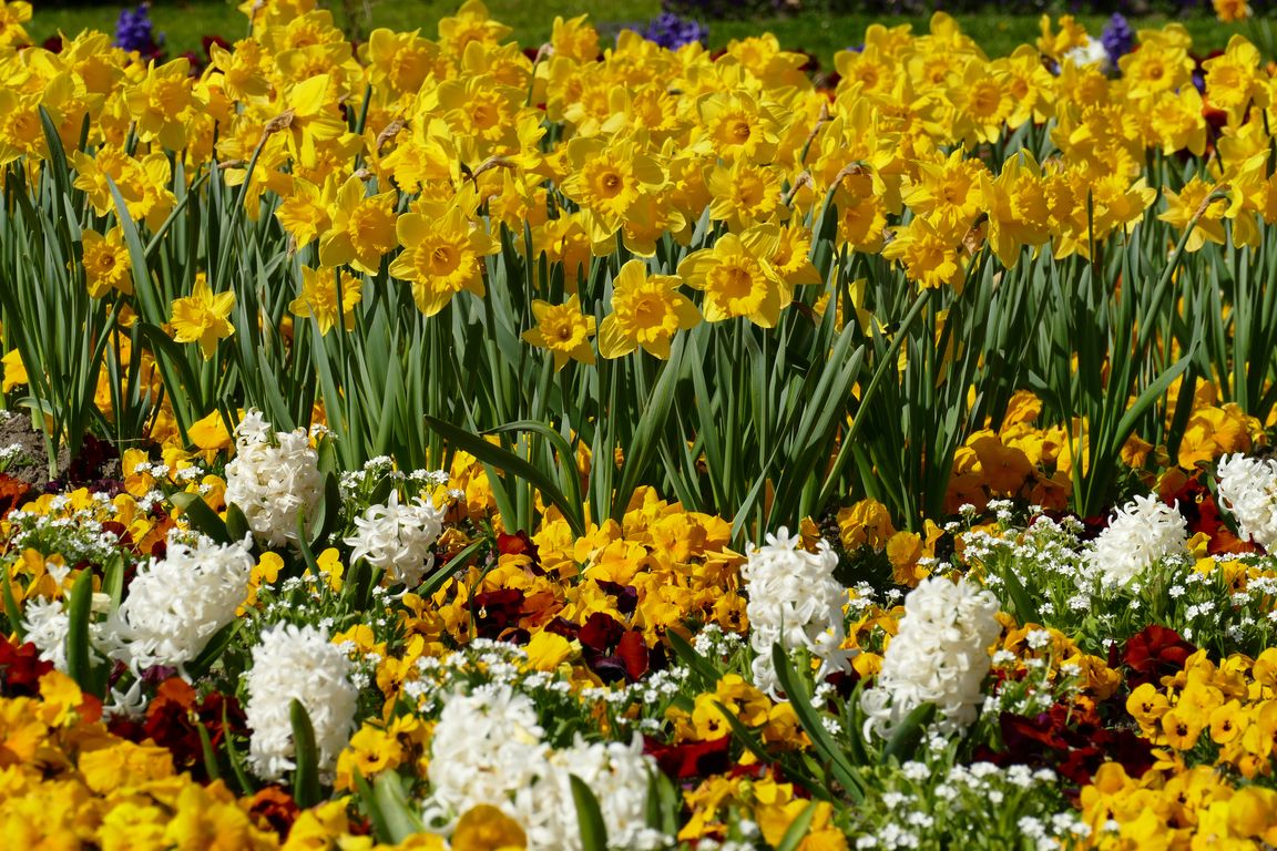Berlin_Britzer_Garten_2021_04_25_160811_P1070362.jpg