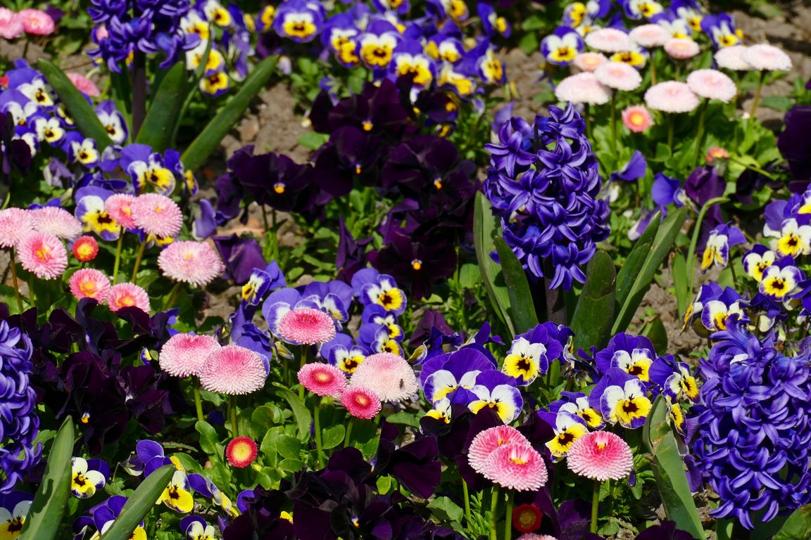 Berlin_Britzer_Garten_2021_04_25_161145_P1070369.jpg