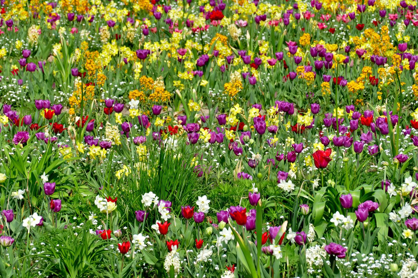1004_Berlin_Britzer_Garten_2024_04_13_145828_P1140714.jpg