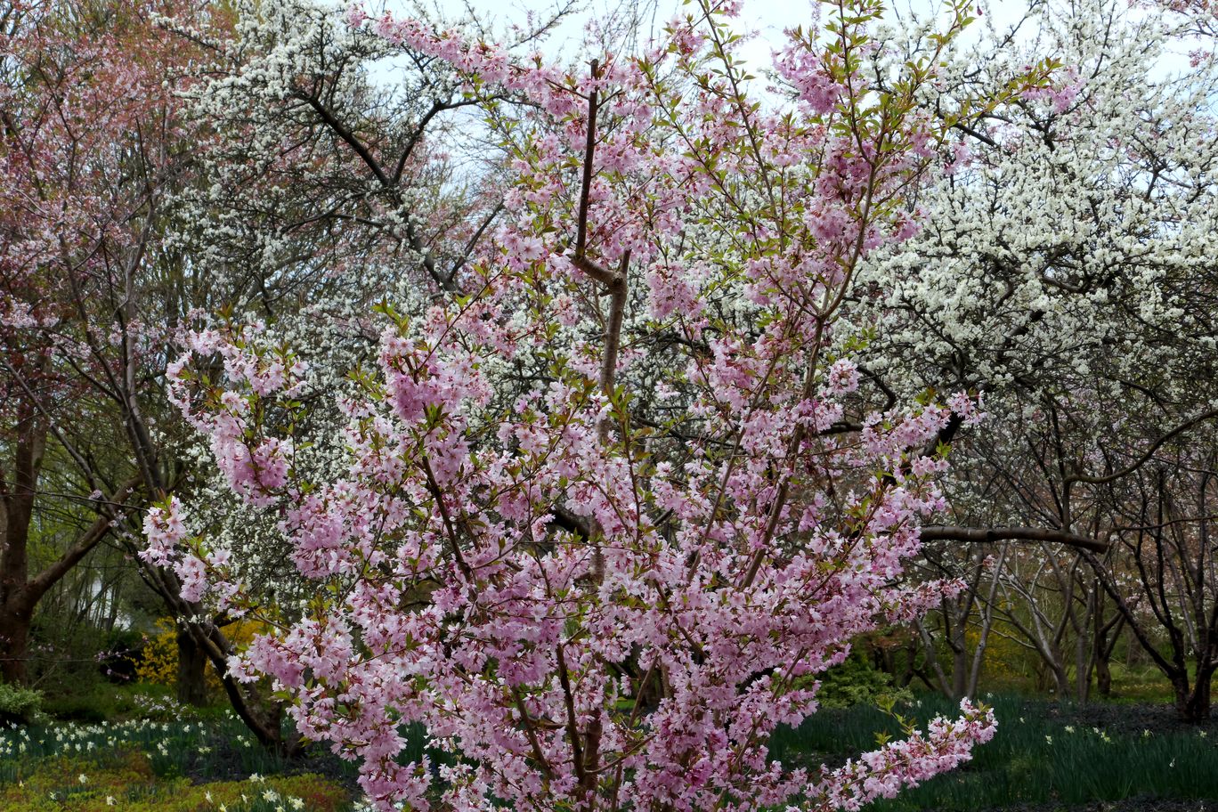 Berlin_Britzer_Garten_2025_04_13_124437_P1021888.JPG