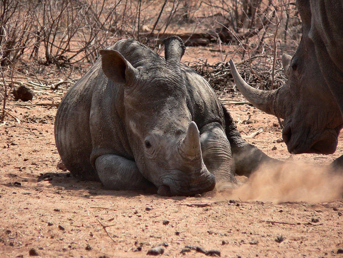 1015_Botswana_20070923-111202_P1070785