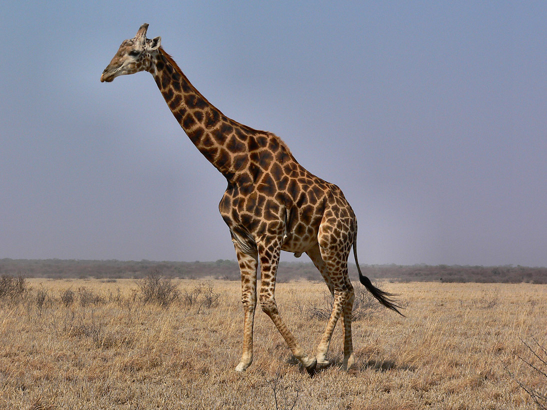 1021_Botswana_20070925-095550_P1070854