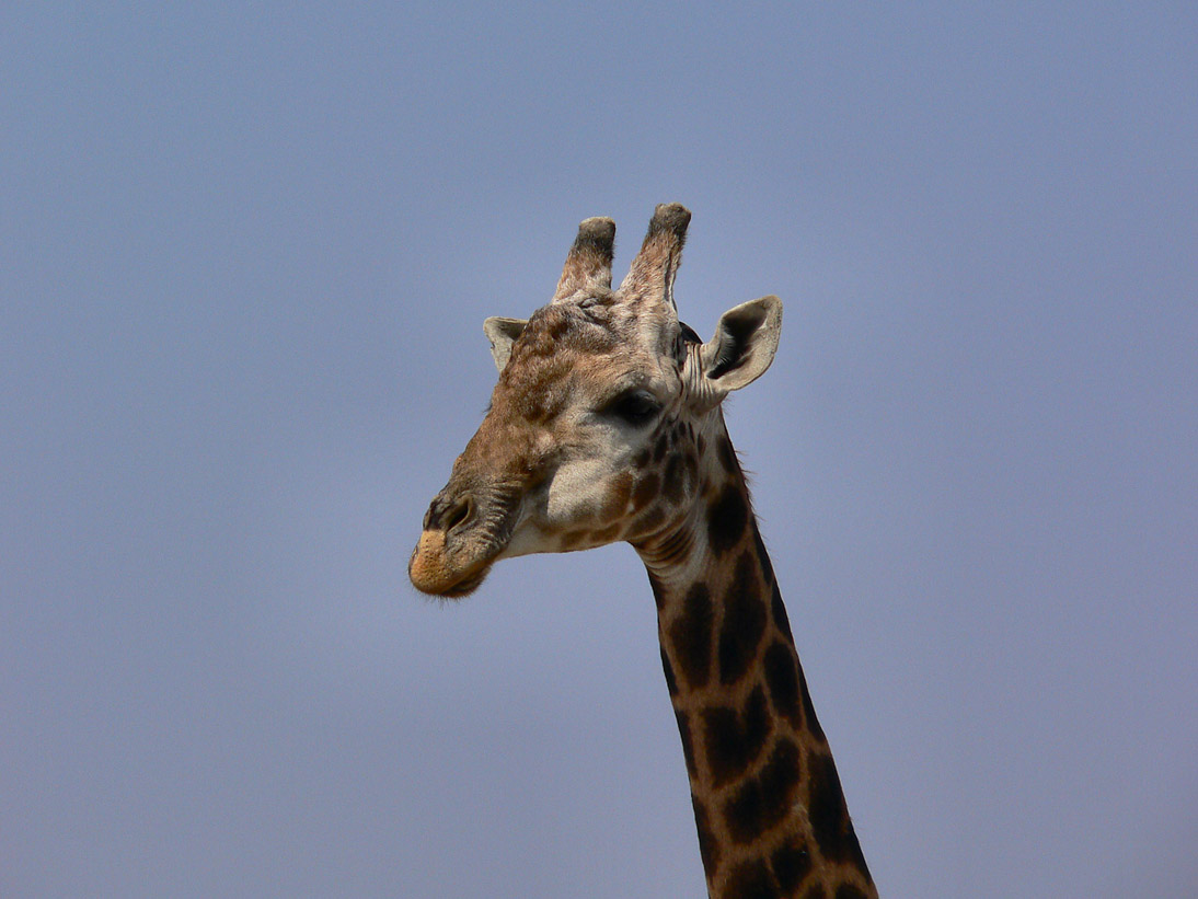 1022_Botswana_20070925-095514_P1070852