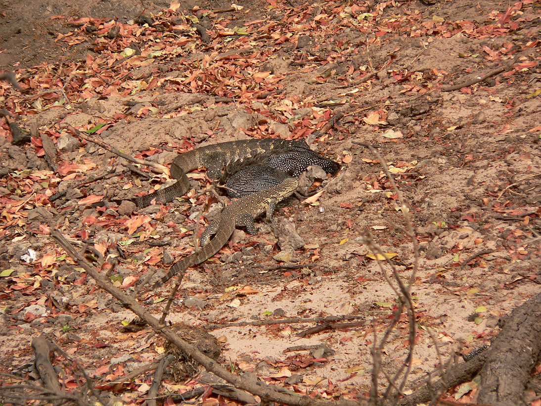 1042_Botswana_20070927-160846_P1080035