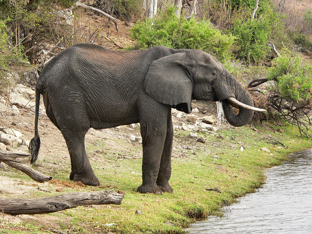 1050_Botswana_20070927-163314_P1080069