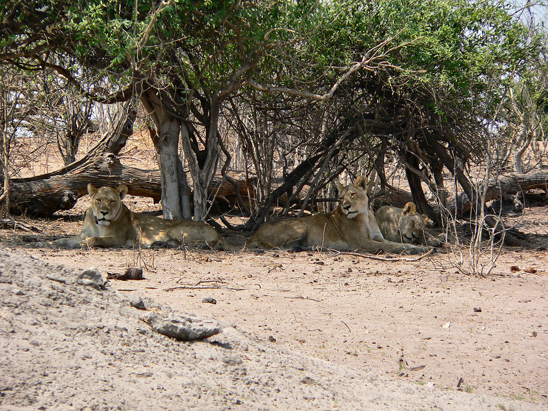 1095_Botswana_20070930-103908_P1080266