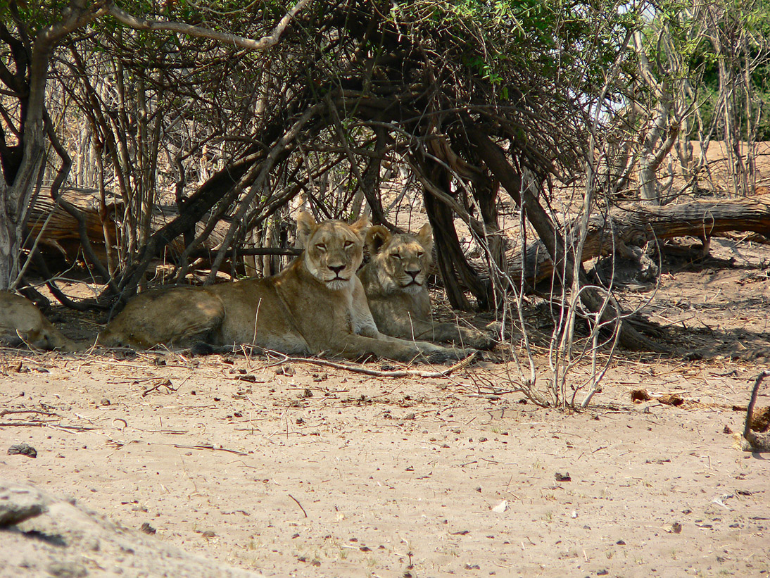 1096_Botswana_20070930-103838_P1080265