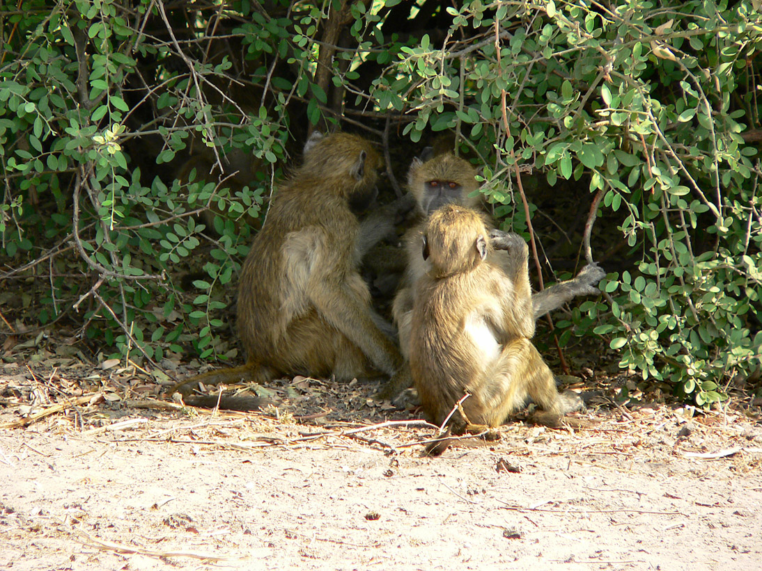 1108_Botswana_20070930-144642_P1080397