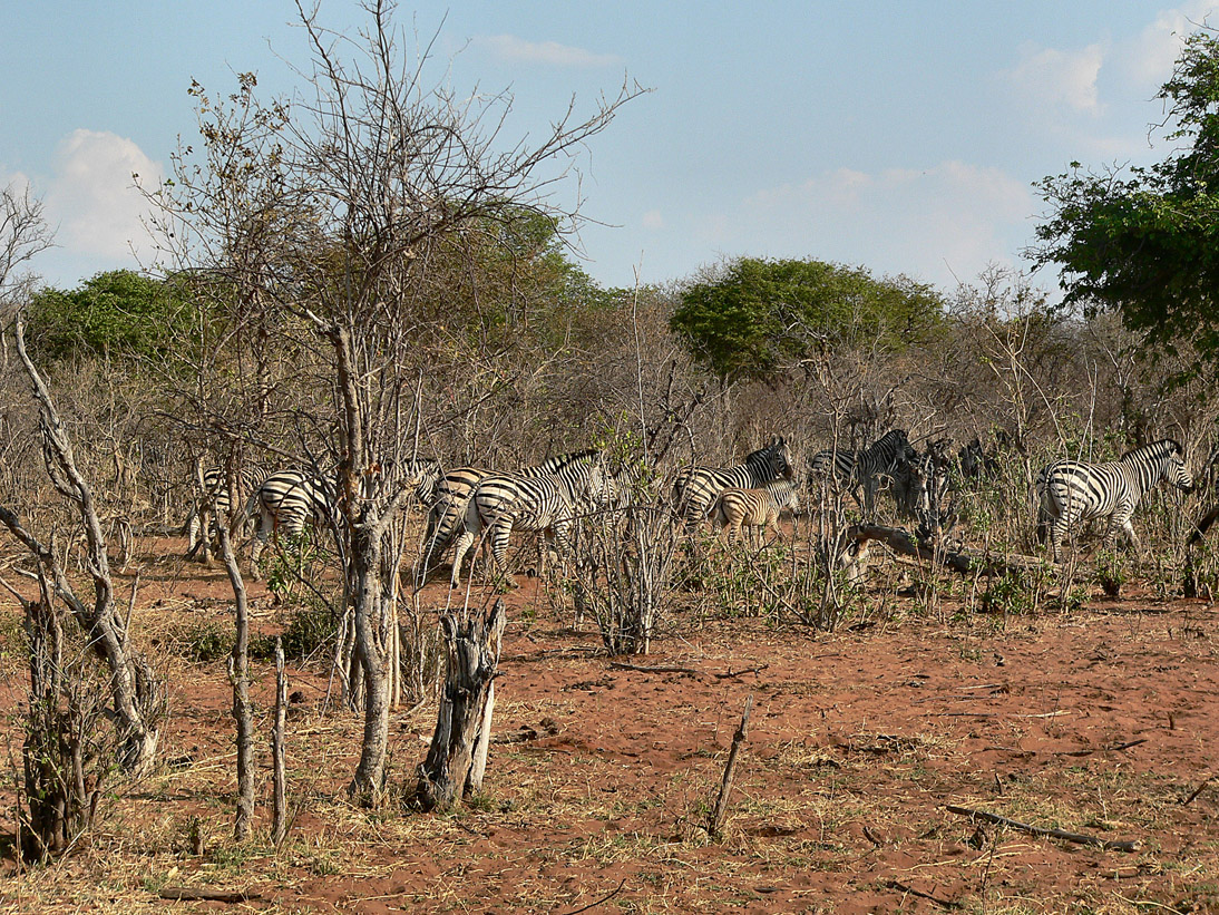 1109_Botswana_20070930-161944_P1080404