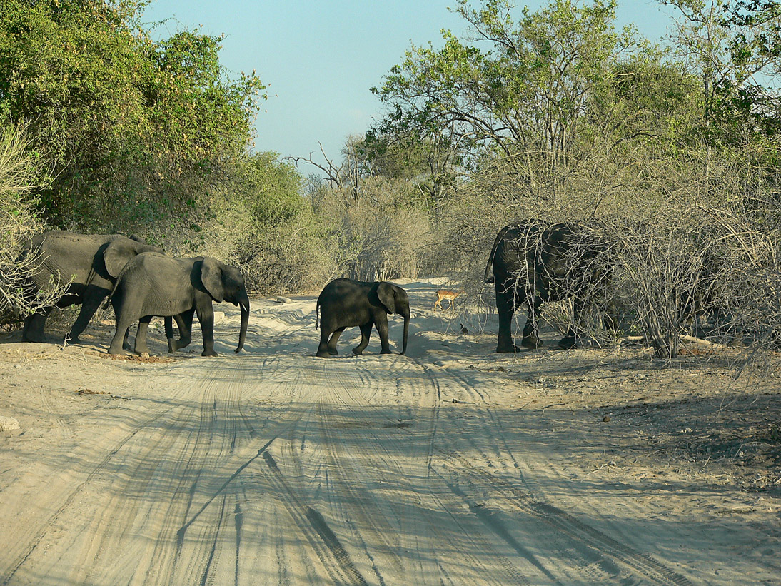 1113_Botswana_20070930-171118_P1080433