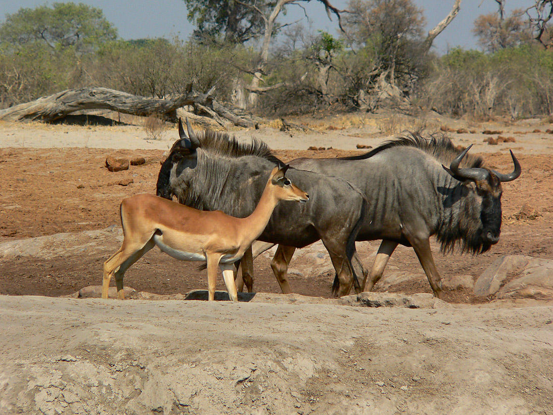 1130_Botswana_20071002-091630_P1080546