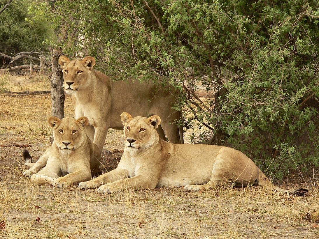 1137_Botswana_20071002-143756_P1080614