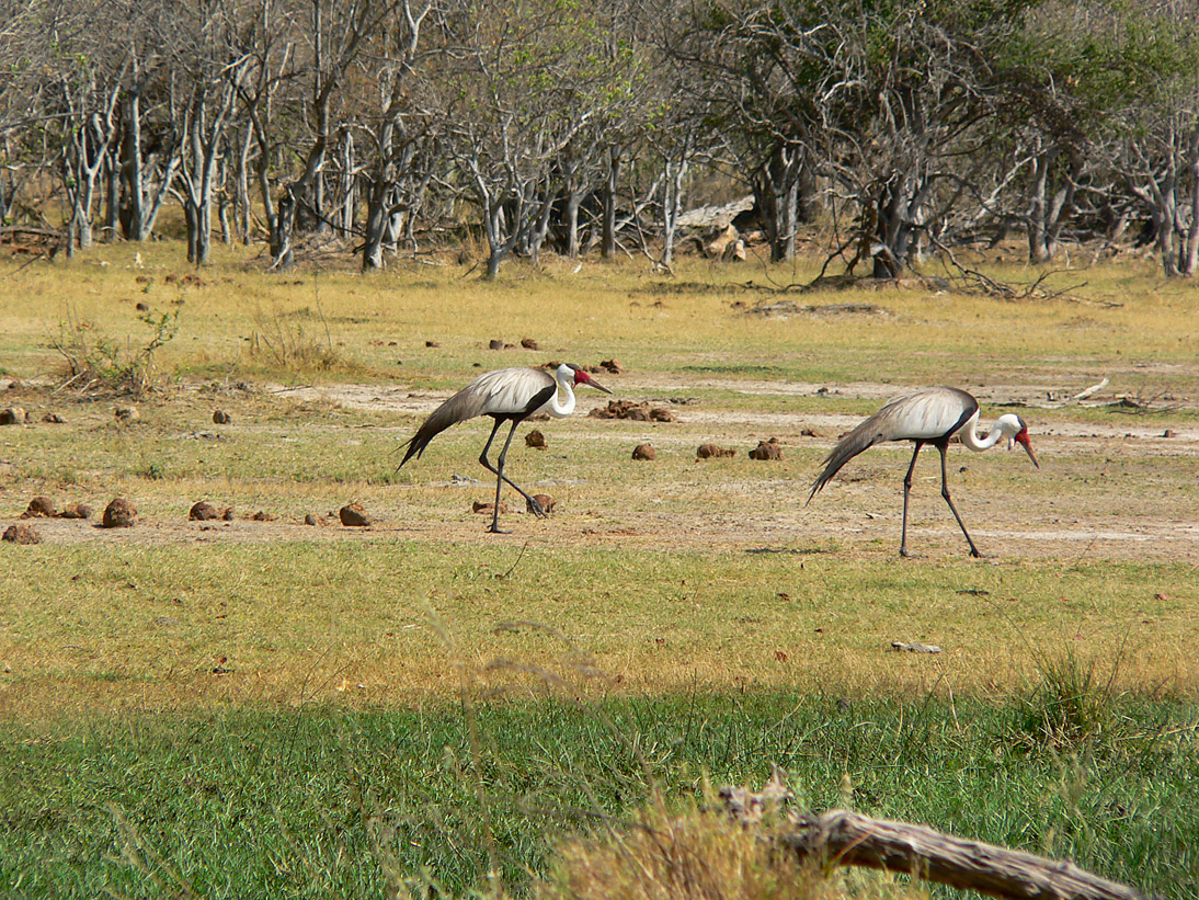 1142_Botswana_20071003-094622_P1080675