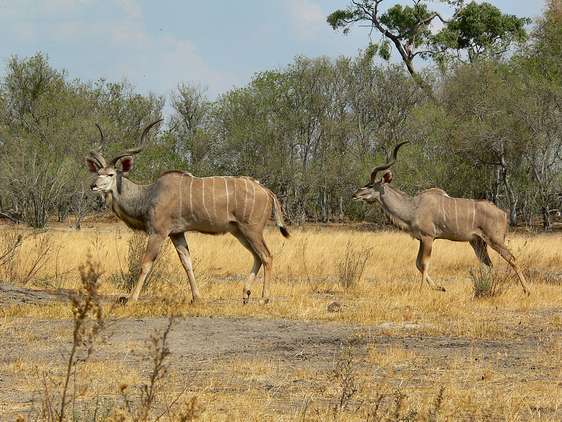 1159_Botswana_20071004-144214_P1080802