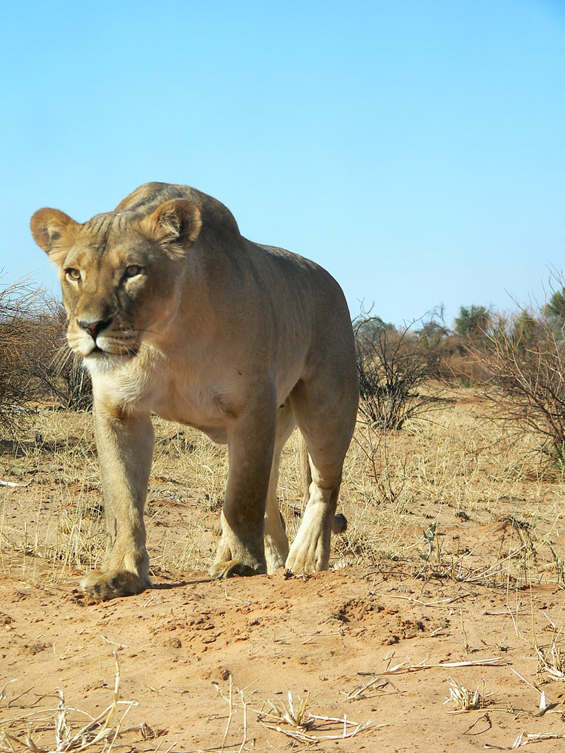 1178_Botswana_20071008-161500_P1080898