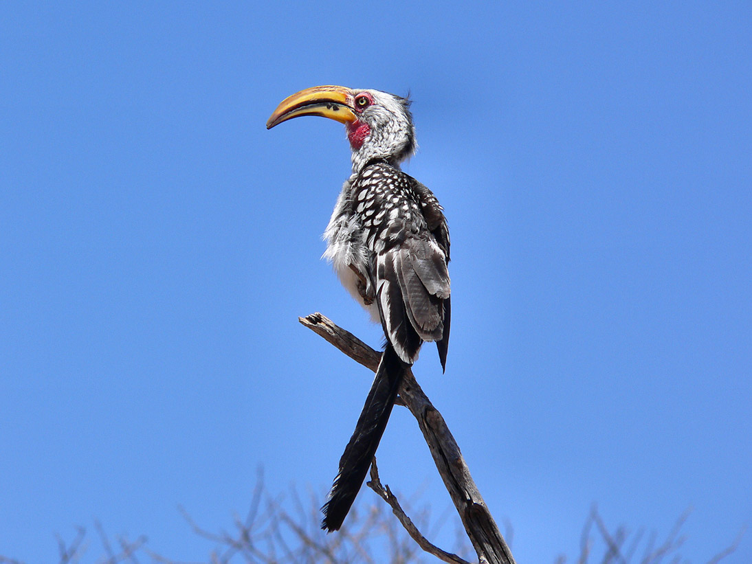 1185_Botswana_20071009-120650_P1090005