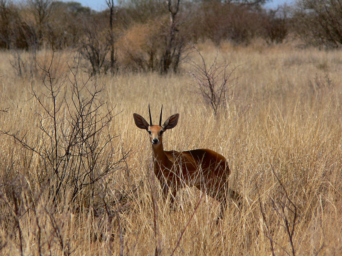 1187_Botswana_20071009-130408_P1090019