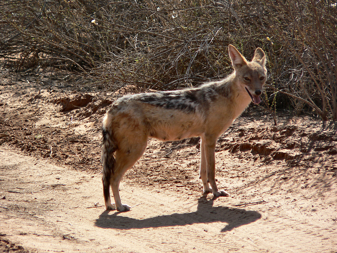 1192_Botswana_20071009-160610_P1090064