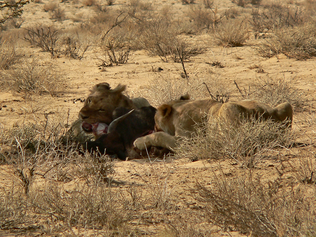 1207_Botswana_20071012-091658_P1090228