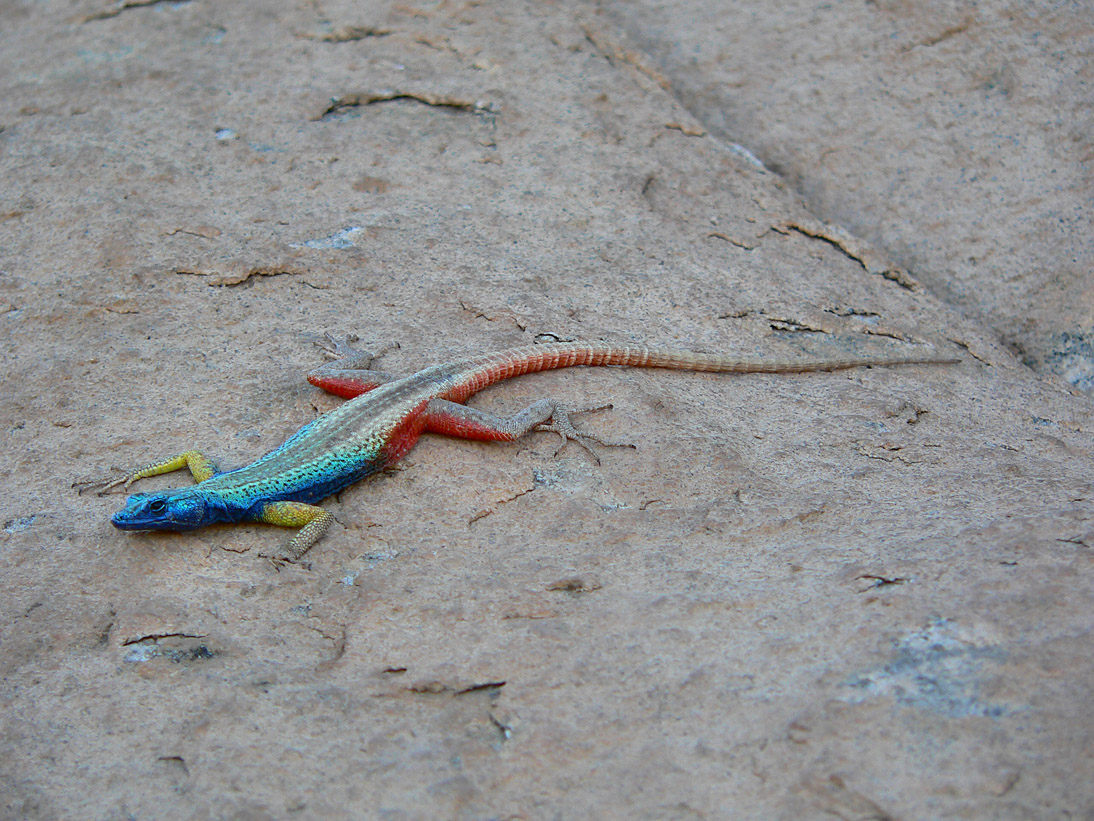 1213_Botswana_20071012-174740_P1090288