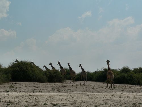 1106_Botswana_20070930-141020_P1080376.jpg