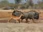 1130_Botswana_20071002-091630_P1080546