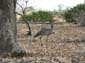 1158_Botswana_20071004-142706_P1080795