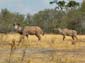 1159_Botswana_20071004-144214_P1080802