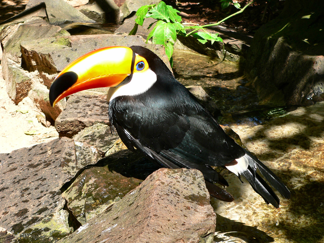 1087_Brasilien_20061112_111828_P1050711