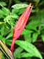 1296_Brasilien_20061121_133732_P1060276