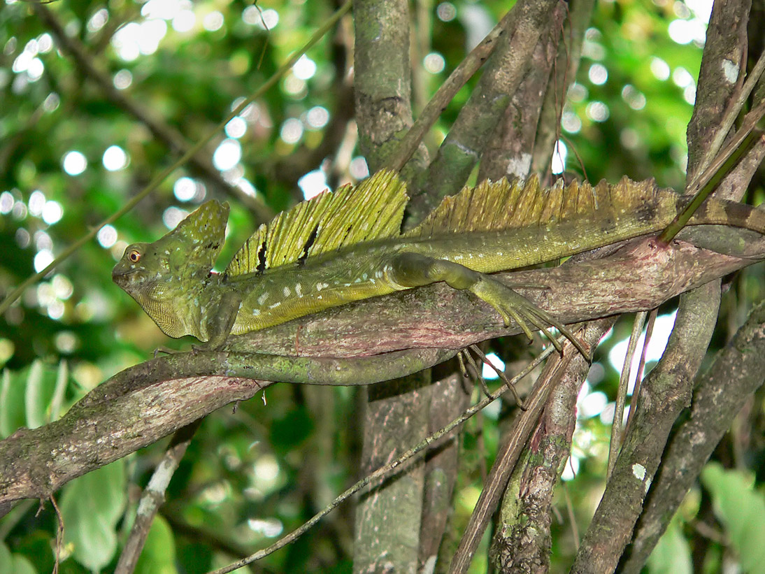 1049_20090414_070616_Costa_Rica_P1110374