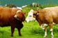 1558_Deutschland_Oesterreich_2021_08_28_150339_P1080406