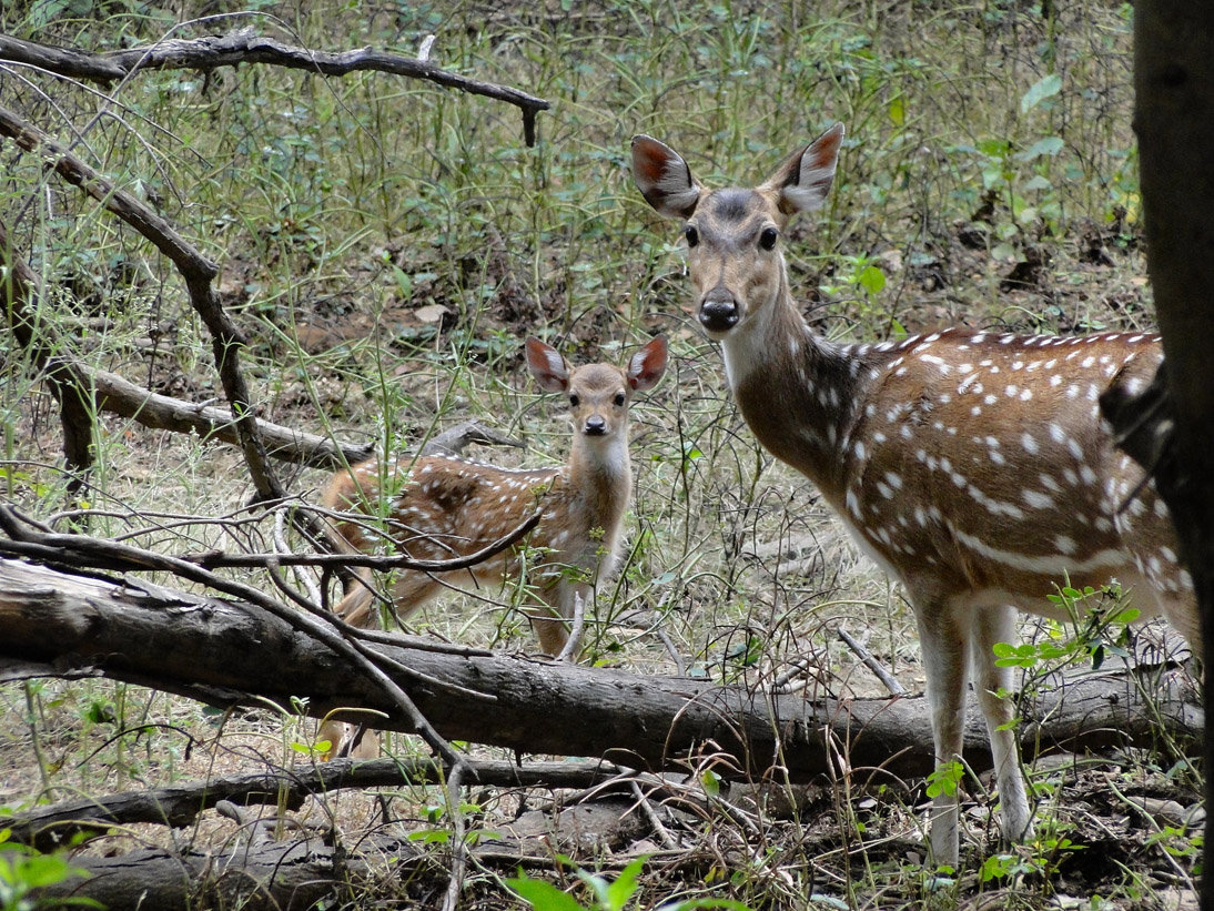 1235_20101112_153022_Indien2010_DSC03446