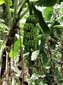 1531_Jamaika_2017_04_27_123153_DSC07425