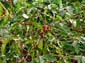 1554_Jamaika_2017_04_27_150318_DSC07449