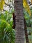 1247_Kolumbien_2016_11_11_072013_DSCF8496