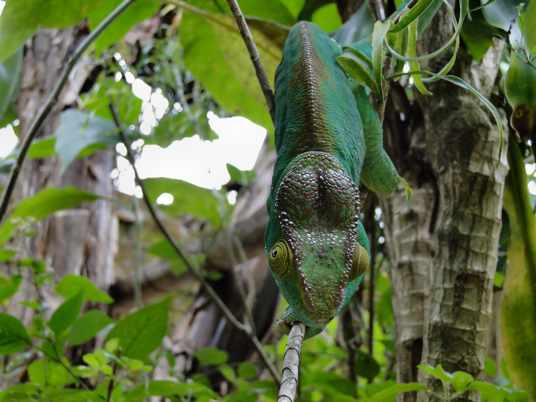 1050_20120429_122930_Madagaskar_DSC06450