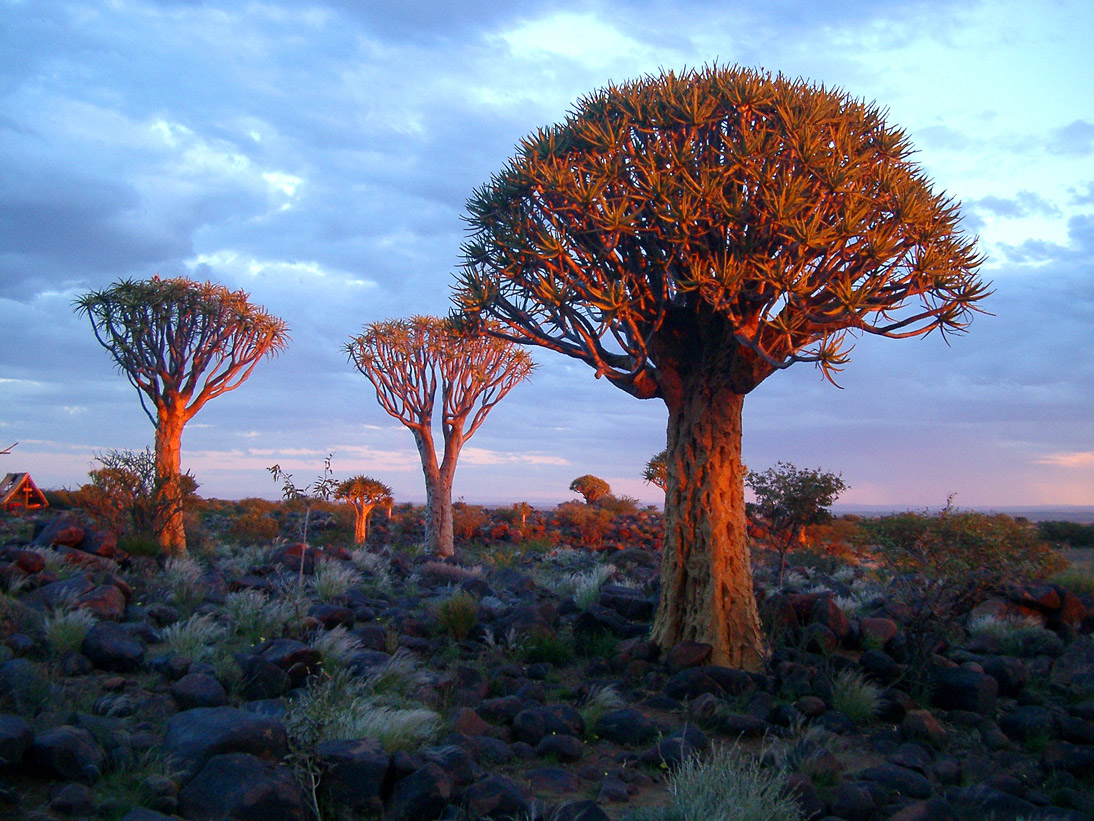 0039_0037_Namibia-050501-170648_IMGP4423