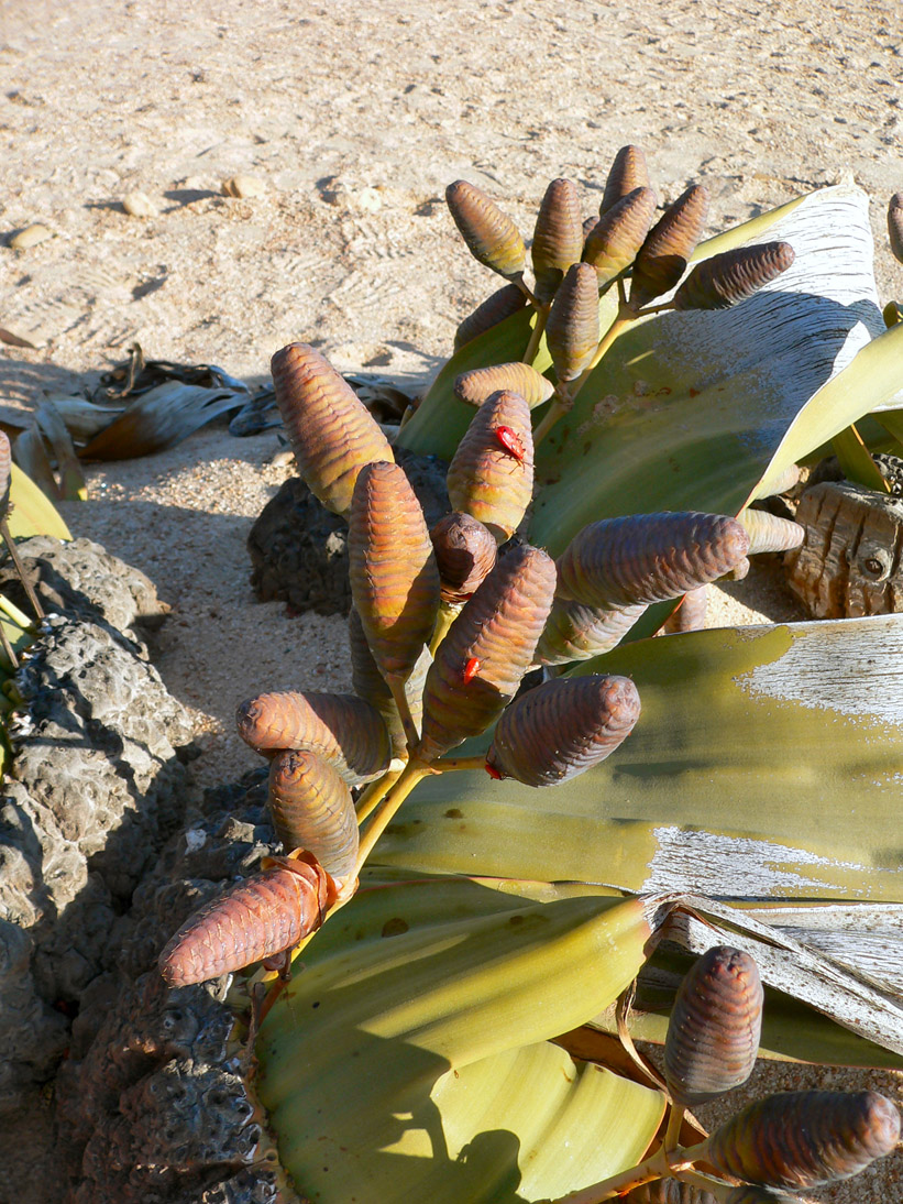 0195_0193_Namibia-050508-160316_P1010256