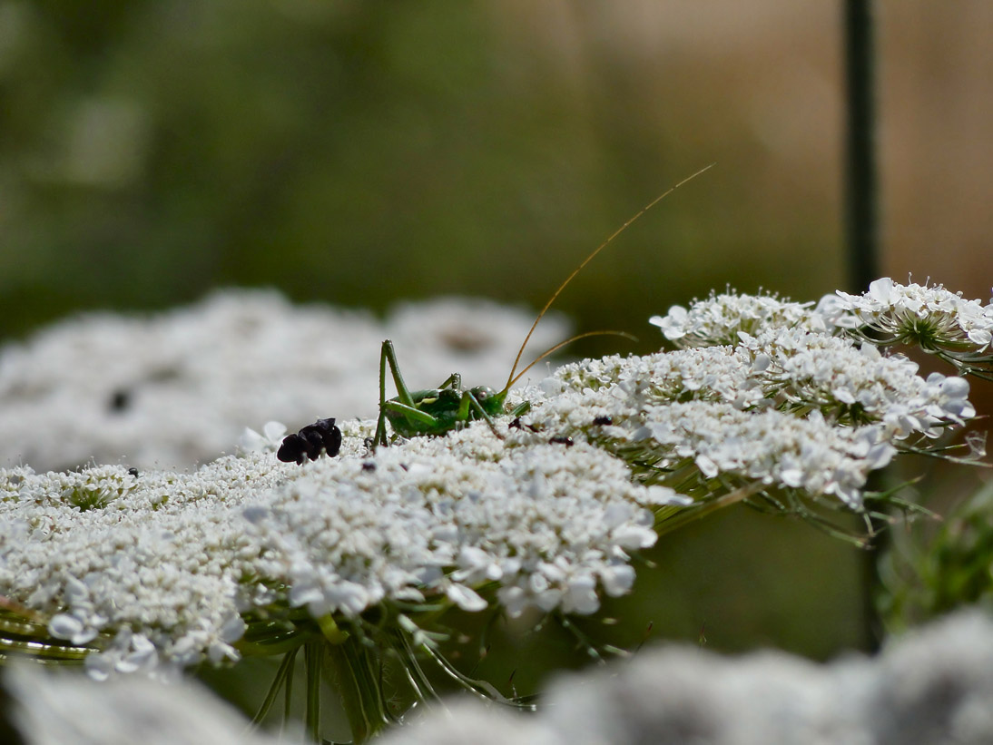 1013_20110602_104214_Sardinien2011_DSC04058