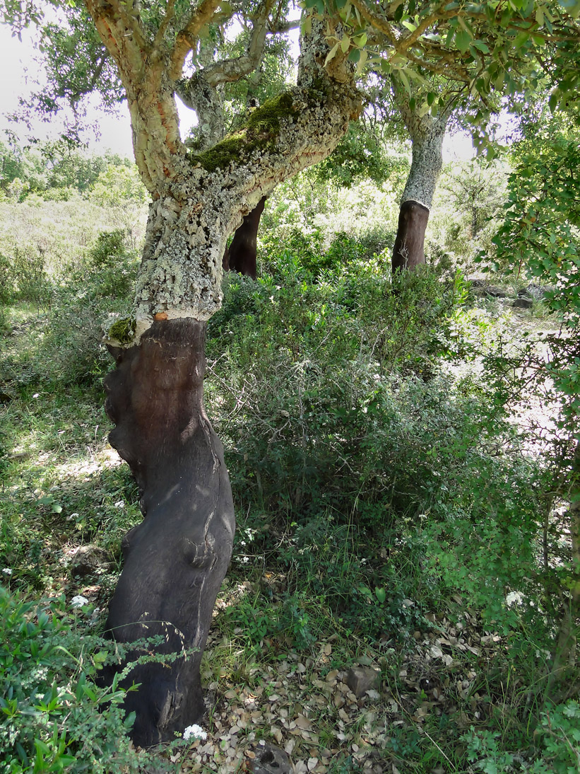 1058_20110610_132610_Sardinien2011_DSC04179