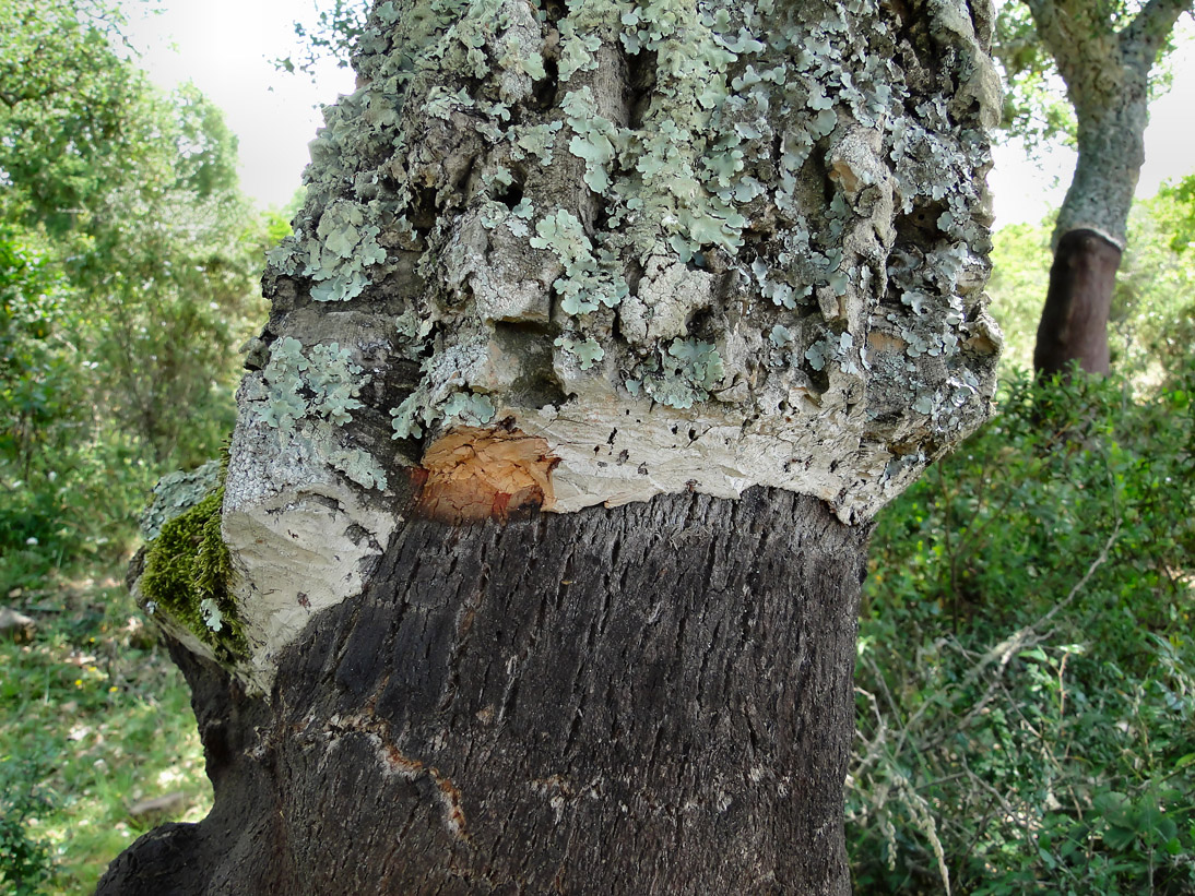 1059_20110610_132654_Sardinien2011_DSC04181