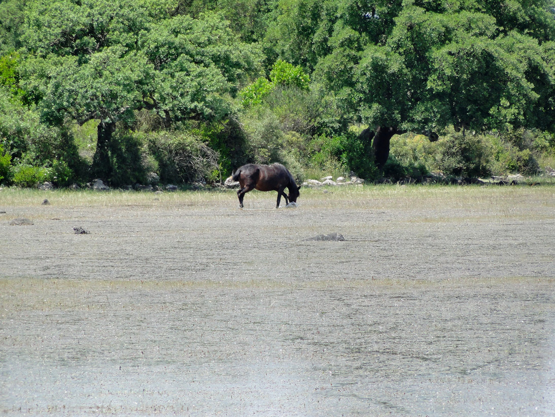 1061_20110610_135656_Sardinien2011_DSC04191